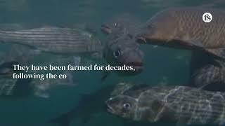 Striped bass: no longer eclipsed by its hybrids? - The short of it