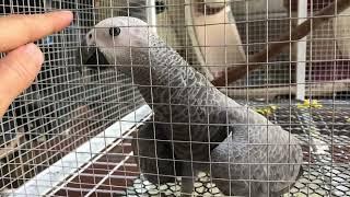 Bibi Grey Parrot say Hello to mommy