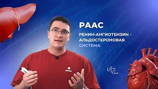 РЕНИН - АНГИОТЕНЗИН - АЛЬДОСТЕРОНОВАЯ СИСТЕМА