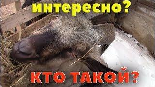 Про нового козла. Что за генетика? Зачем?
