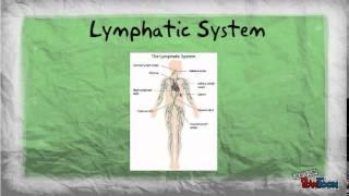 Human Body Systems Introduction