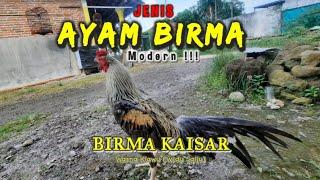 AYAM BIRMA Modern /// Ayam Birma Kaisar
