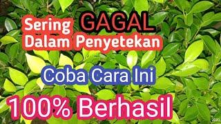 cara stek batang kimeng 100% berhasil