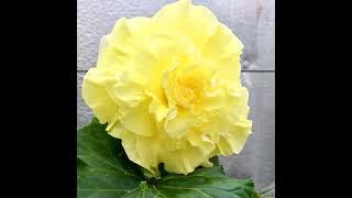 Клубневая бегония DS-Golden Dazzle  #begonia  #бегонии  #dimetris
