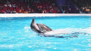 Best of Dubai Dolphin Show at Dubai Dolphinarium 2020