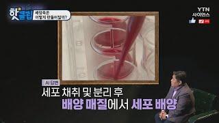 [핫클립] 배양육은 어떻게 만들어질까? / YTN 사이언스