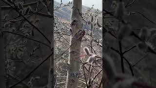 С Вербным воскресеньем из Гималаев! #верба #воскресенье #гималаи