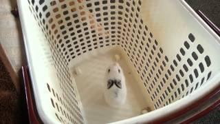MINI BABY BUNNY JUMPS OUT OF LAUNDRY BASKET!