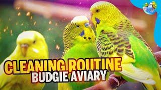 The Disturbing Truth About Keeping Budgies in the Sun