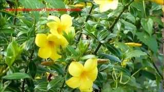 Allamanda - Yellow Bell - Buttercup Flower - Golden Trumpet