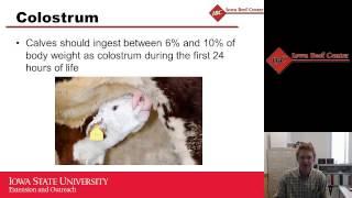 Colostrum Considerations in First-Calf Heifers and Beef Cows