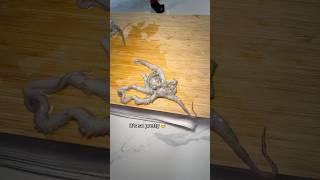Buying Octopus