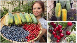 Thu hoạch Cherry, Đu Đủ núi, Việt Quất sau vườn ở Úc/Harvesting Cherry, Babaco, Blueberry