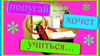 Попугай хочет учиться//Тоша и английский язык//Птицы