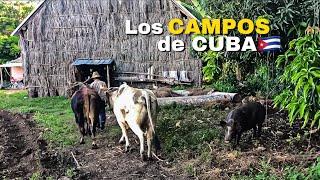La VIDA en los CAMPOS de Cuba/Una TARDE Conmigo en el Campo de mi Abuelo
