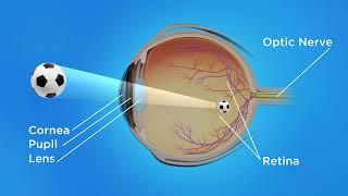 How the Eye Works