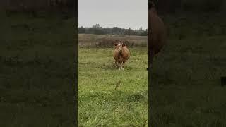 Нас зірка зустрічає #villagelife #cow #farm #diy #farming #animals #village #animal