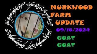 MURKWOOD FARM UPDATE GOAT GOAT