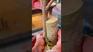 Fruit Tree Branch Grafting Method | How To Graft Fruit Tree In Pot #shorts #grafting #fruit