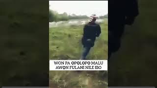 The Igbos are not joking with the Fulani herdsmen., see how they Kpai their cows #ogbenibobby