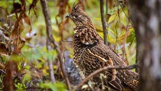 Early Season GROUSE Hunting in the North Maine Woods