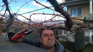 How do you prune vines on a trellis (pergola)?Tips You Need to Know!