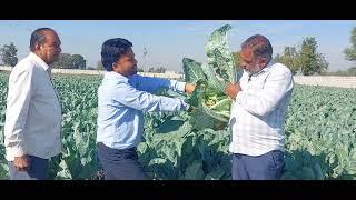 Product Testimonial kaise banaye? #seminis #Giewont #cauliflower High Whitness and compacted covered