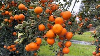 Brazil!! The Largest Orange Producing Country In The World