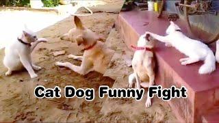 Cat Dog Funny Fight | Cat dog Funny Video   #catdogfunny #catdogfunnyvideo #kunalkirtiwithnature