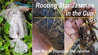 New Way to Root Star Jasmine | Propagate Star Jasmine in the Cup (络石藤/风车茉莉的塑料杯繁殖方法)