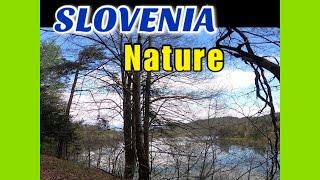 Part 2 Walking in Forest Near Lake in Slovenija