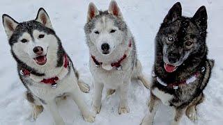 These Dogs are So Happy For Snow! (Will it Melt?)