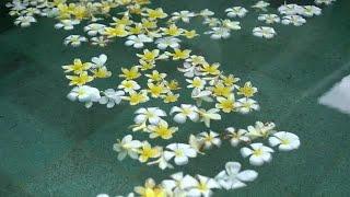 Flowers In Swimming Pool Stock Video