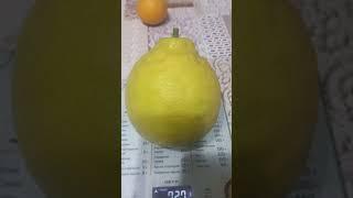 До килограмма не дотянул.