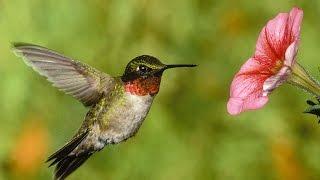 Why I Love Birding!  Bird diversity of the NE USA