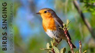 Birds Singing - 11 Hour Bird Sounds Relaxation, Stress Relief, Relaxing Birds Sounds