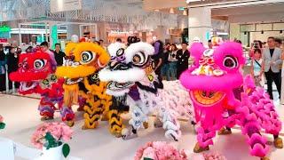 Multi Color Traditional Lion Dance went to phone shop with Choy San Yeh