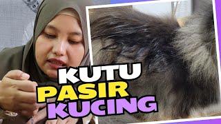 Cara Menghilangkan Kutu Pasir Pada Kucing