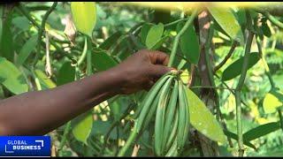 Ugandan farmers struggling with declining vanilla prices