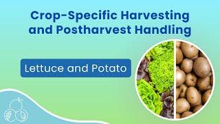 Lettuce: Vacuum Cooling | Potatoes: Postharvest Handling