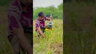  Farming #shorts #trending #tiktok #instagram #villagelife#kisan #farming #india #viralvideos