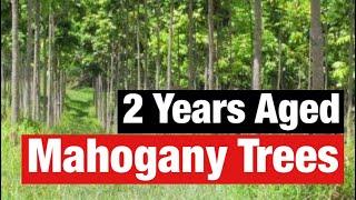 Mahogany timber tree farming experience | Two years aged Mahogany trees | Manya Agro Farm