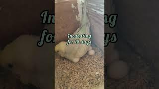 How much time does mother budgie incubating her eggs #nesting #breeding #hatching #lovebird #fyp