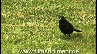 Schulfilm: DIE AMSEL (DVD / Vorschau)