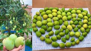 Biggest Harvesting Of Organic Mangoes From My Terrace Garden // Mango Harvesting