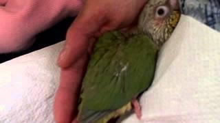 Zazu - Baby Green Cheek Conure