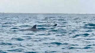 Dr Zakir Naik Sailing close with the Dolphins in the Indian Ocean near Wasini Island in Kenya