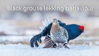 Black grouse lekking behaviour