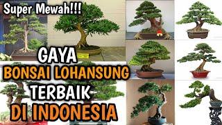 Kumpulan bonsai lohansung juara di Indonesia || Ipenk Real Life #podocarpus