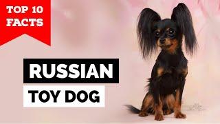 Russian Toy Dog - Top 10 Facts